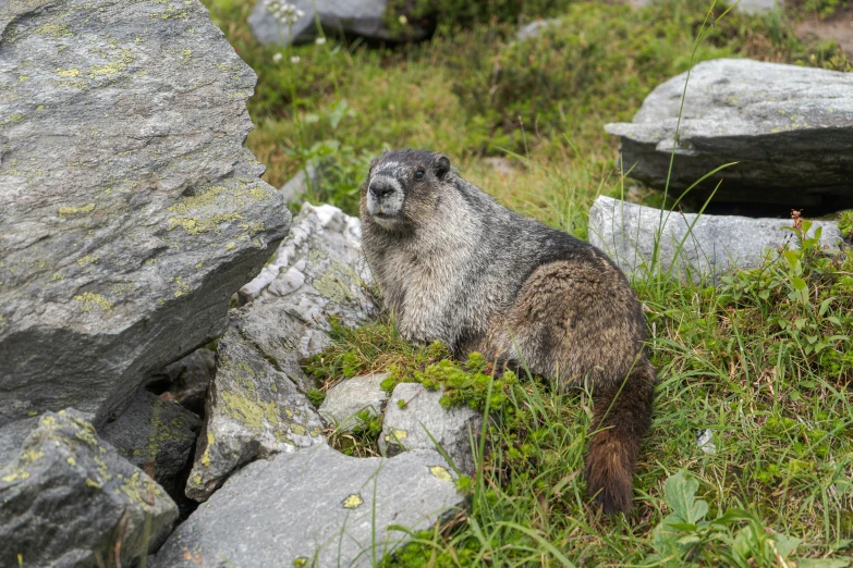 an animal sitting near some rocks on grass