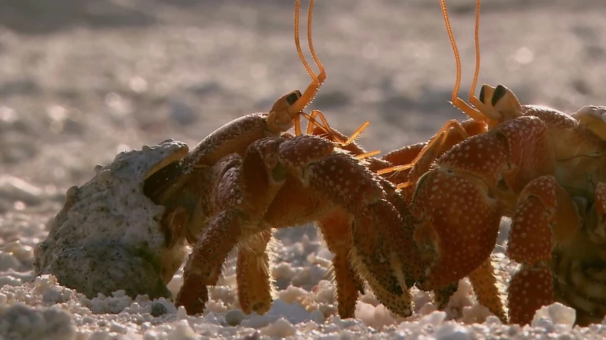 the crusty crusts of a sea crab are standing in the sand