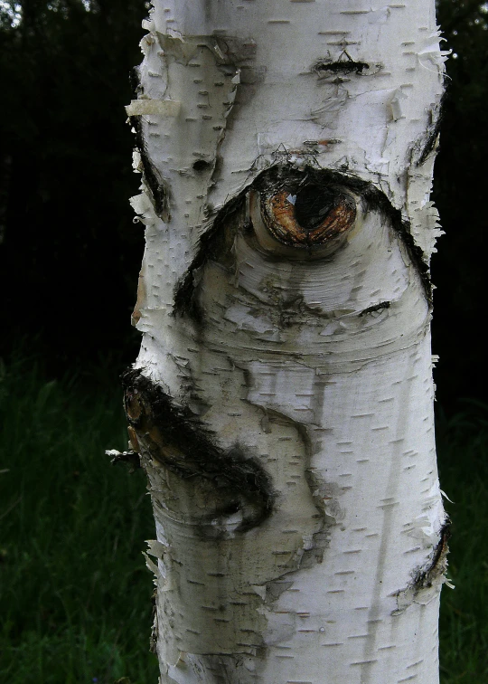 a close up view of the face on the bark of a tree