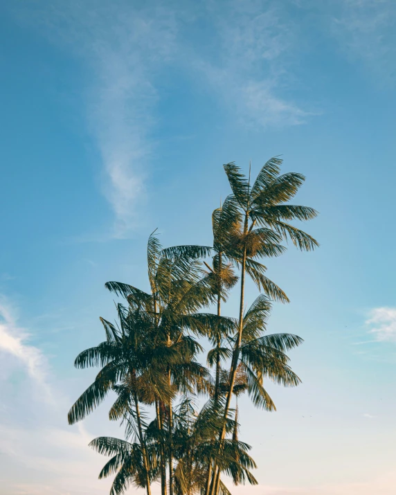 the palm tree was leaning down in the ocean