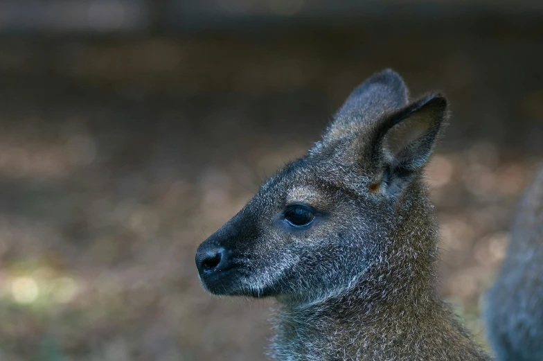 this little kangaroo has an unusual looking nose