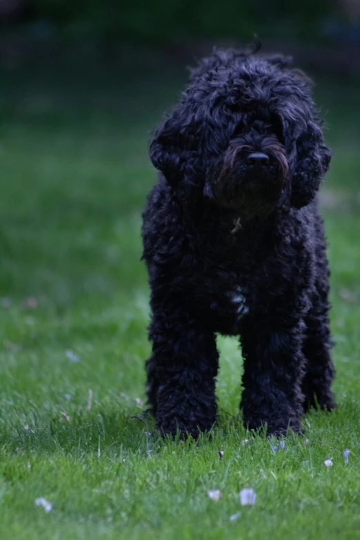 a dog standing in the grass, its head in the air