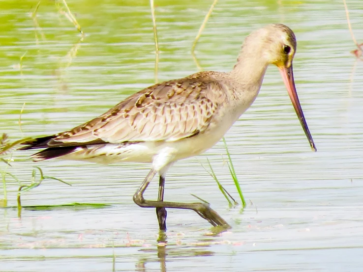 an image of a small bird standing in water