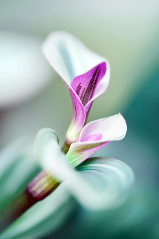 close up of an opening flower on a stem