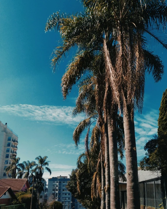 a group of palm trees next to buildings