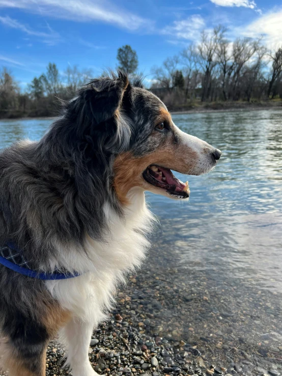 a collie with his mouth open on the shoreline