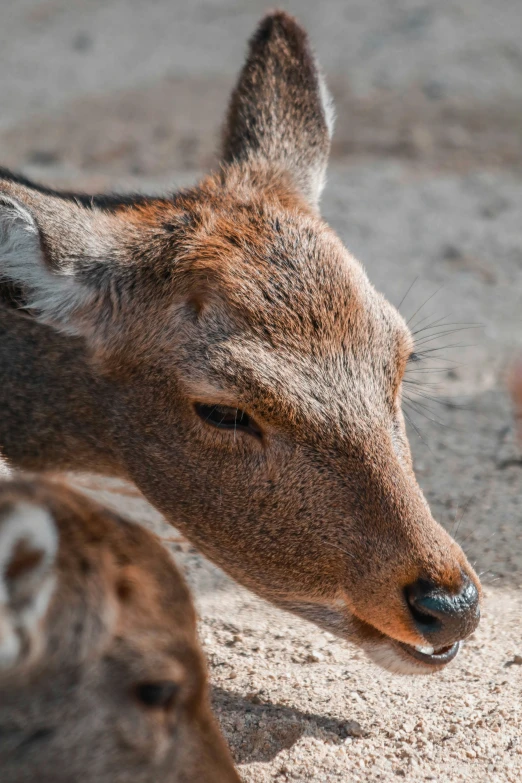 there is a baby deer looking over the ground