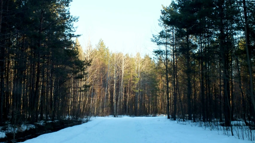 the trees on the snowy road are very tall