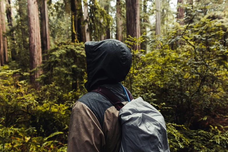 a person with backpack in the middle of a forest