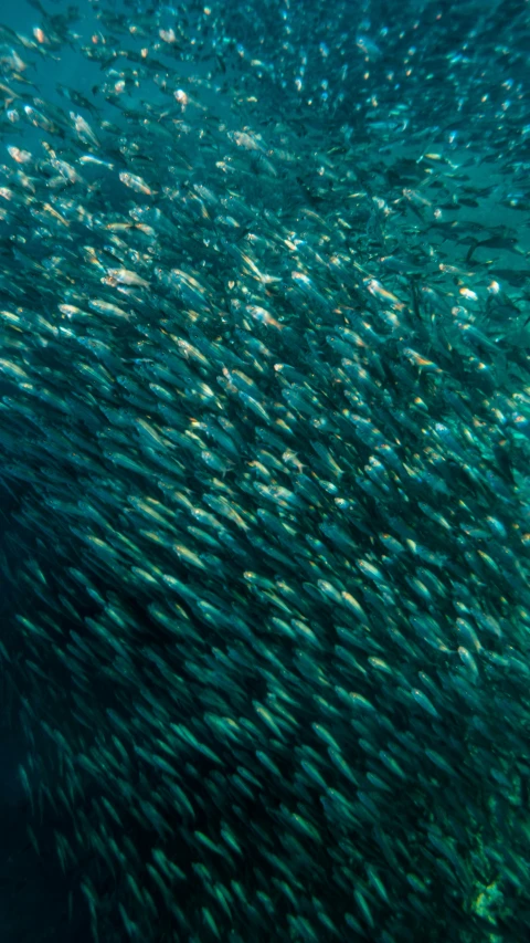 a large school of fish swimming around on a clear day