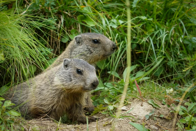 two marmotians standing next to each other in some grass