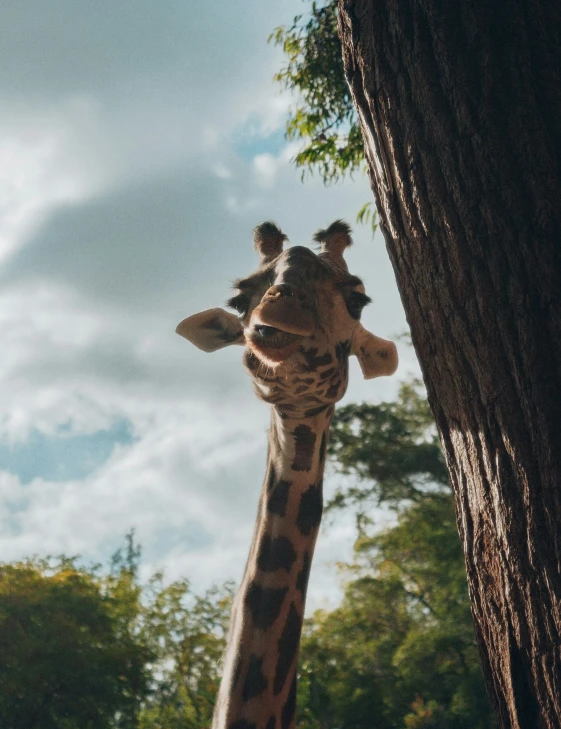 a giraffe sticking its head out to eat some leaves