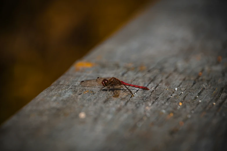 there is a small insect that is on a table