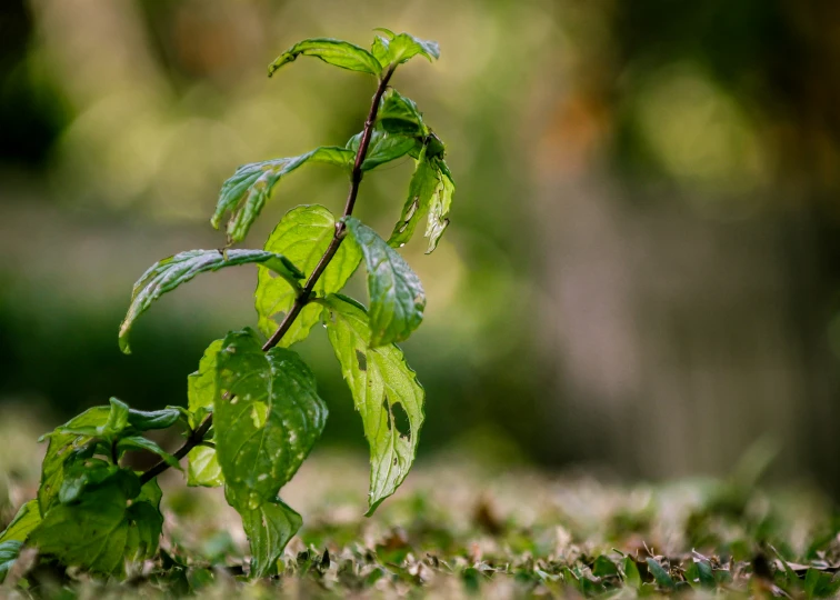 a tree with some green leaves growing out of it