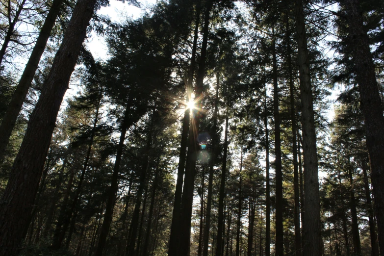 a view of the forest with trees all around