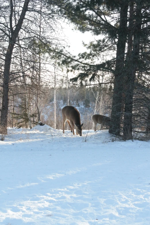 three deer standing in the snow between tall trees