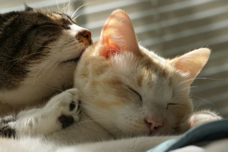 cat laying on bed and cuddling with another cat