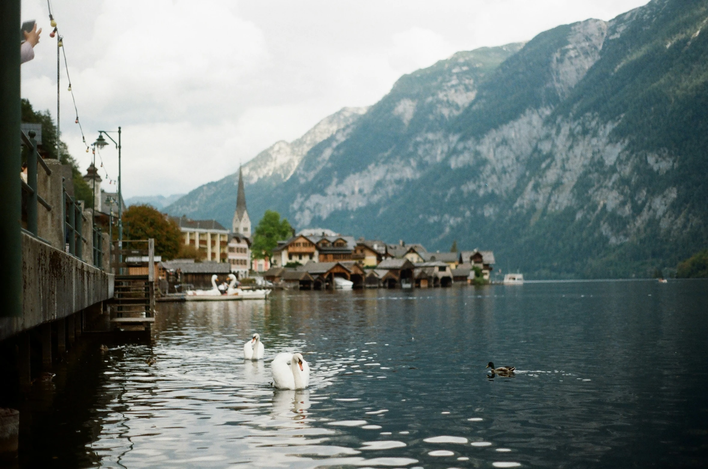 swans swim in a lake next to old town