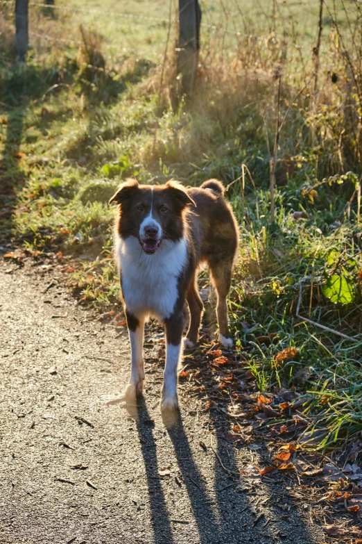 a brown and white dog walks across the dirt road