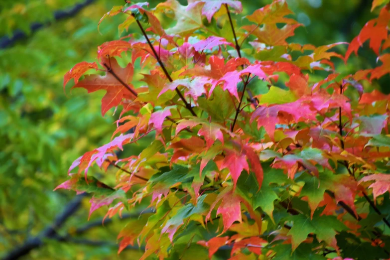 a close up of the colorful leaves of a tree