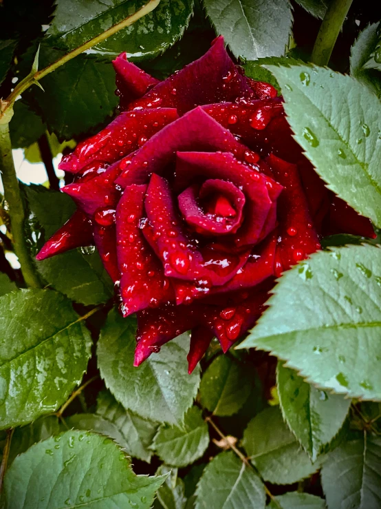a beautiful red rose with water droplets in the garden