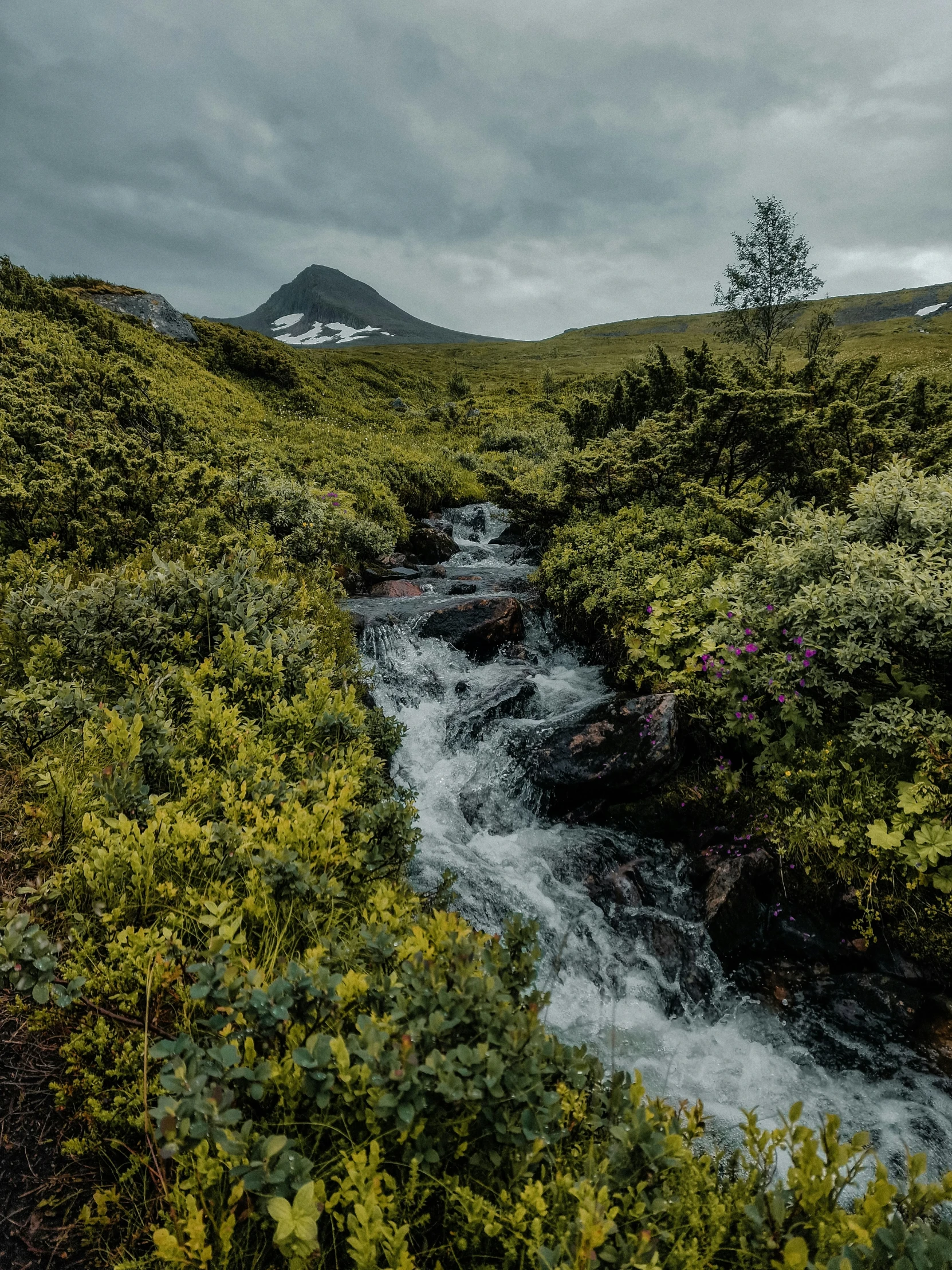 small stream in a lush green field and mountains