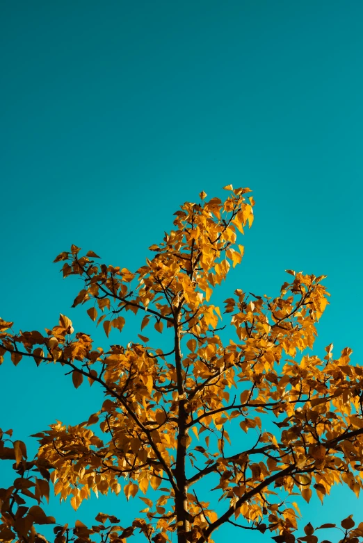 a tree has yellow leaves and a blue sky