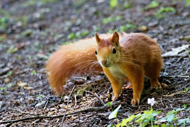 an adorable red squirrel on the ground looking at the camera