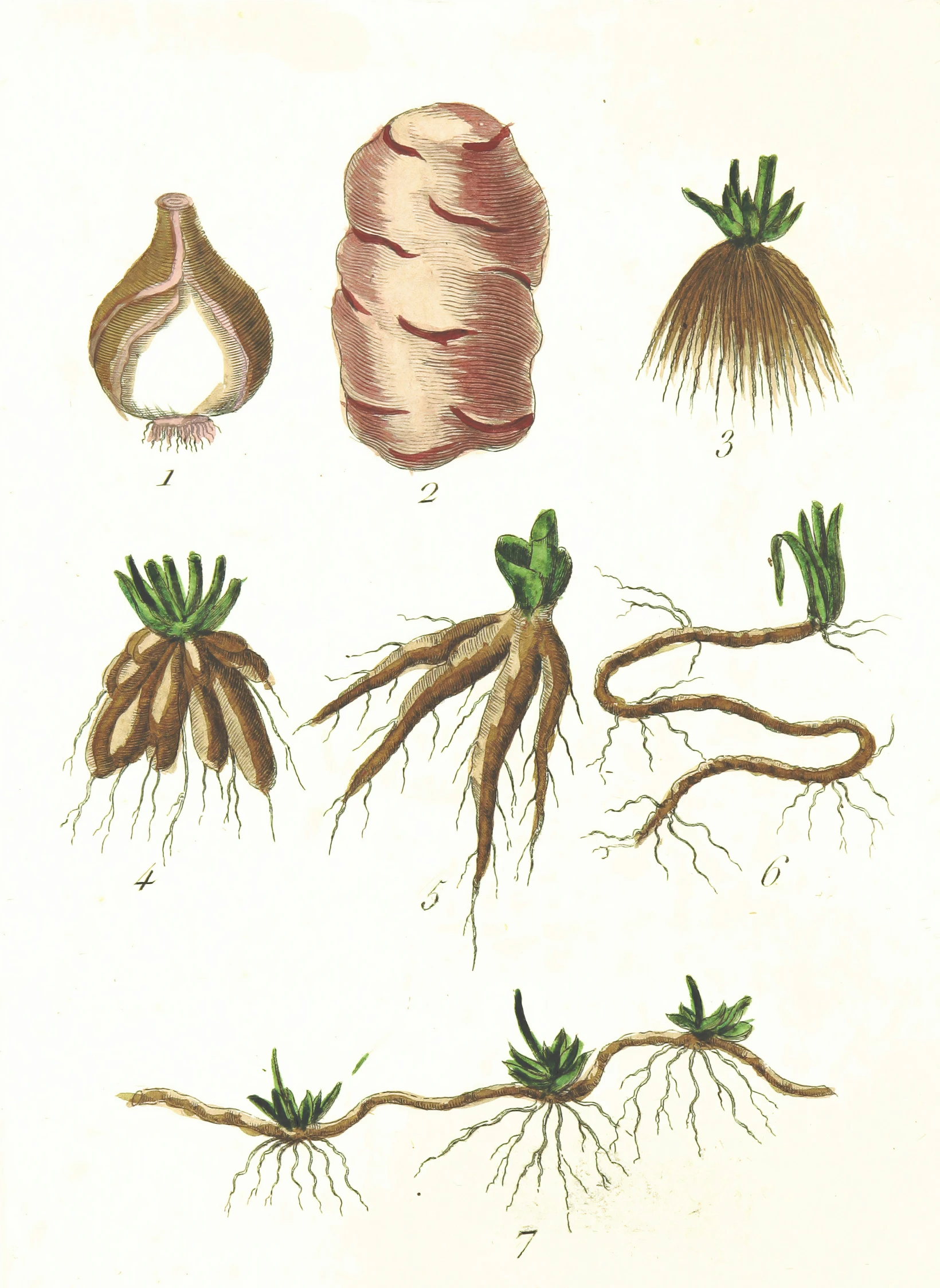 a drawing of different stages of plant life