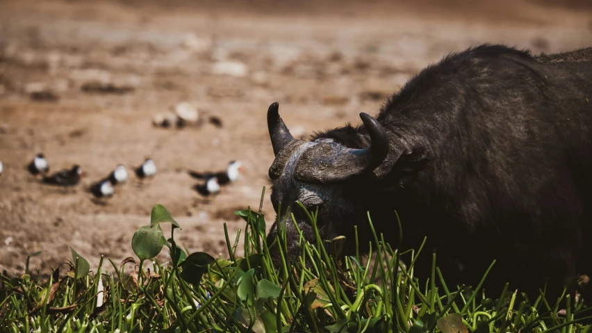 the bull is grazing outside and a bunch of birds peck on it