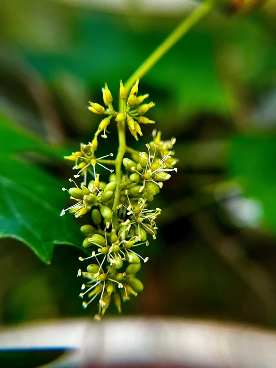 the flowers of a plant hang from a green stem