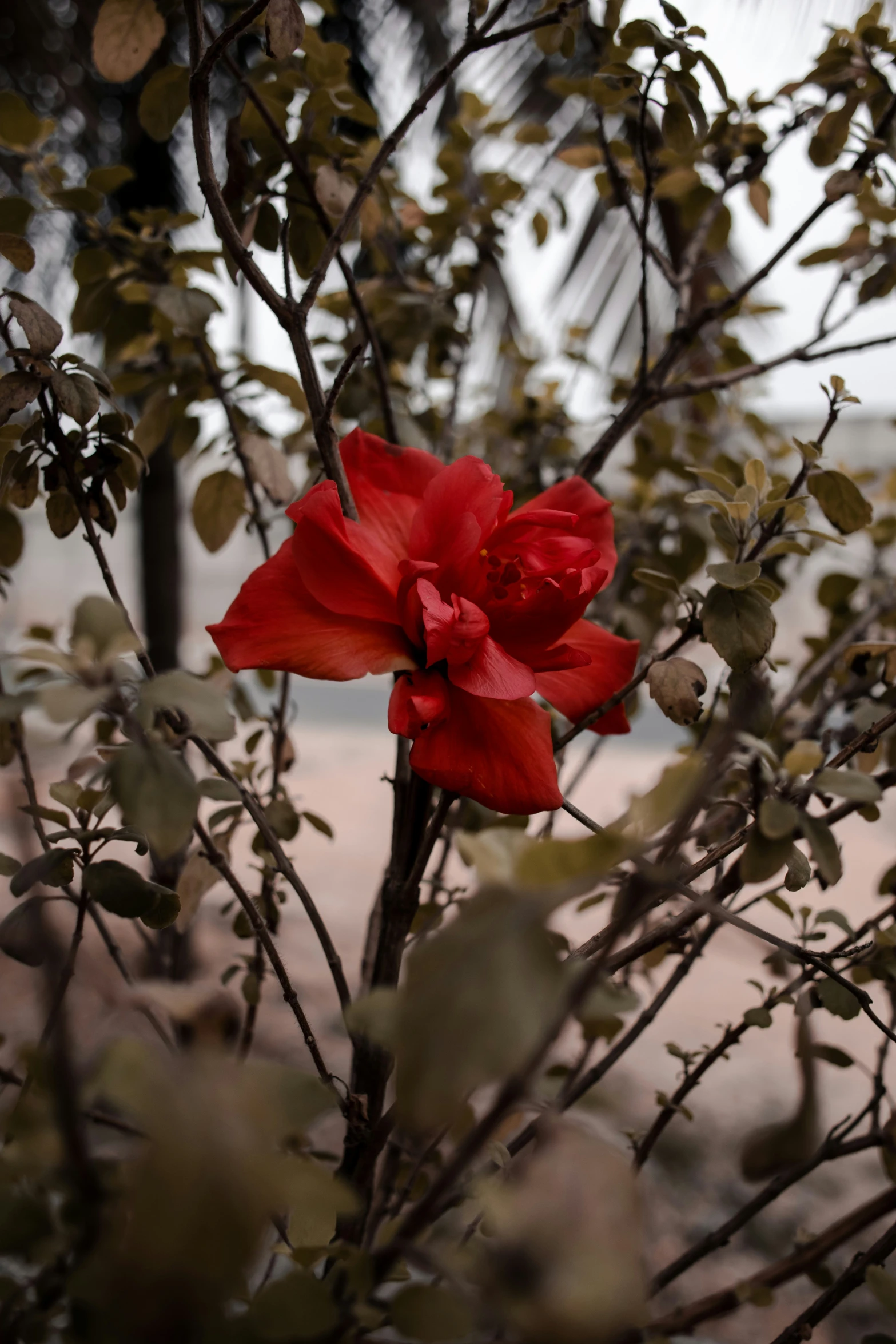 a flower is growing in the middle of a tree