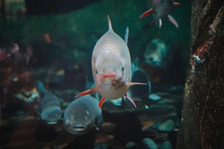 fish are swimming around in a small tank