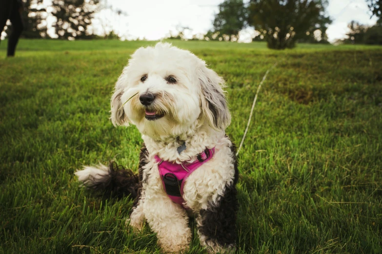 a small dog is sitting on the grass