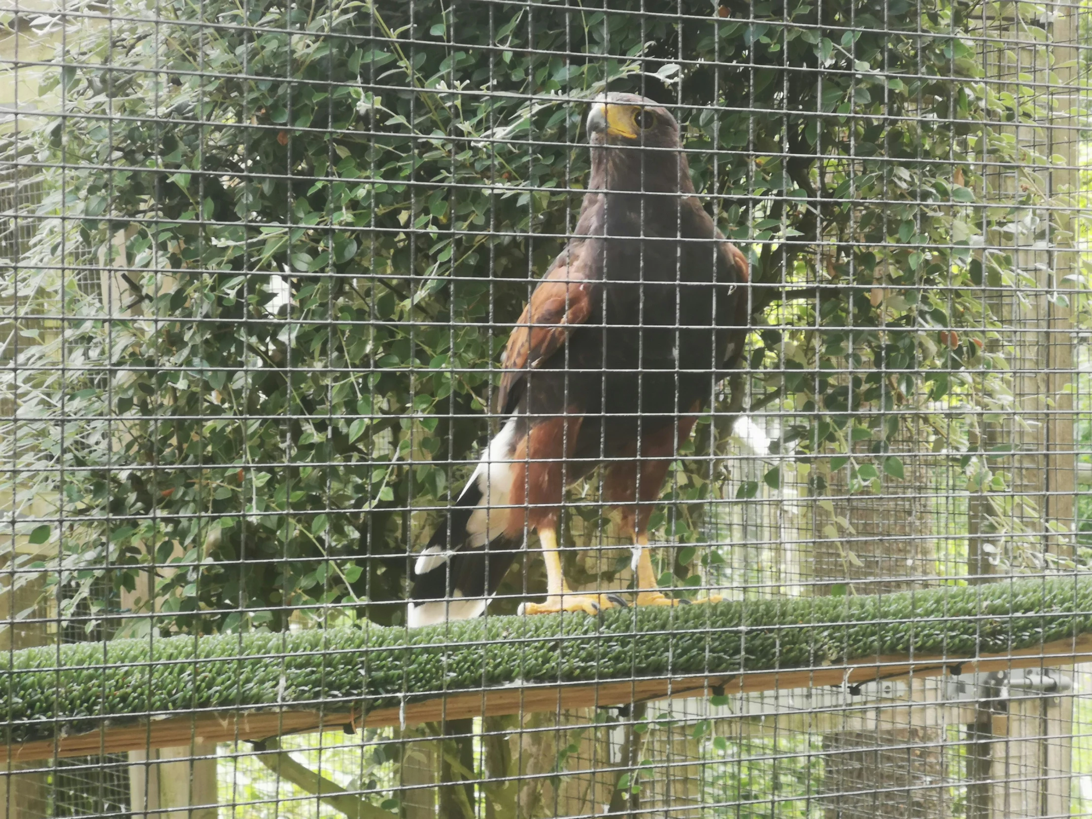 a big bird that is walking around in an enclosure