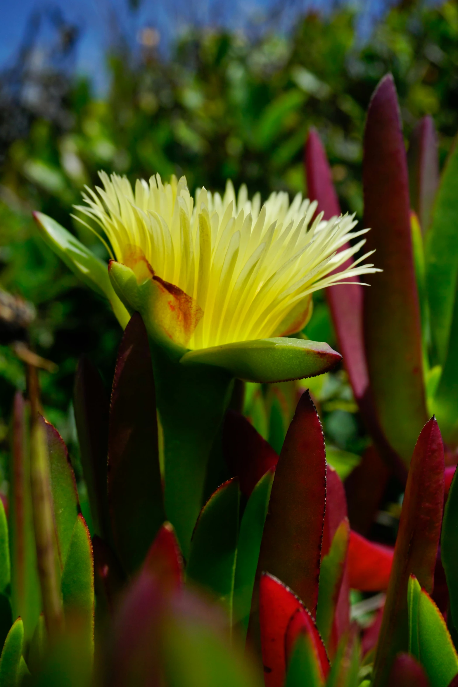 some plants that are blooming next to each other