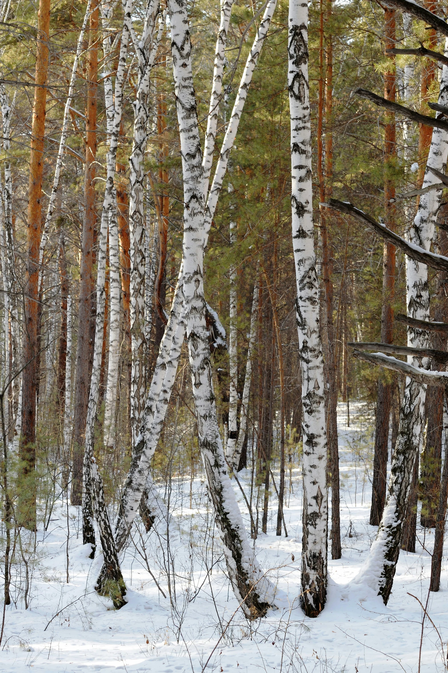 birch trees in the forest covered with snow