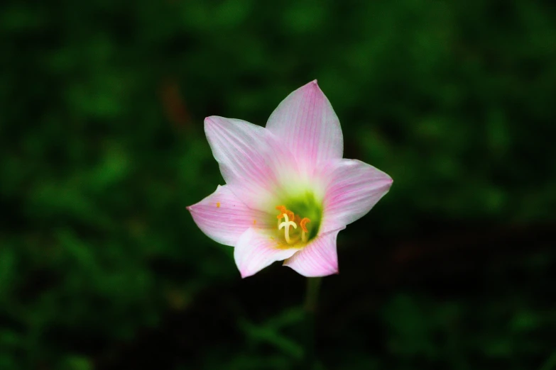 a flower that is sitting in the grass