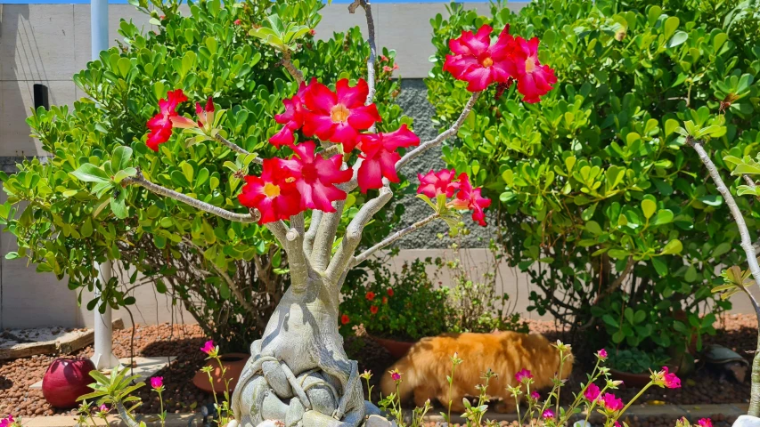 the pink flowers are growing in a potted tree