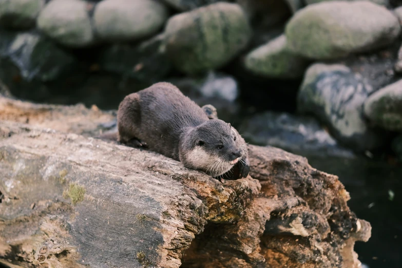 a small animal laying on top of a tree log