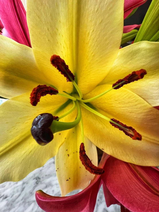 the bottom of a yellow and red flower with large petals