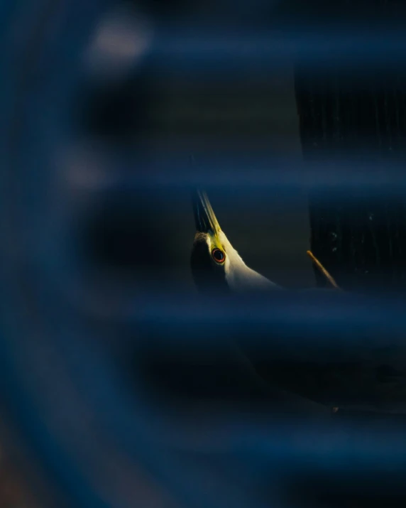 a bird looks out through the blinds