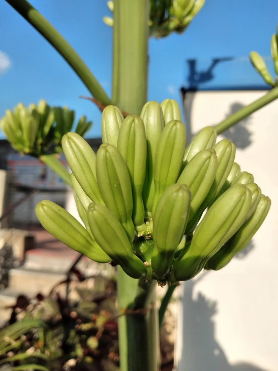 a close up image of some green plants