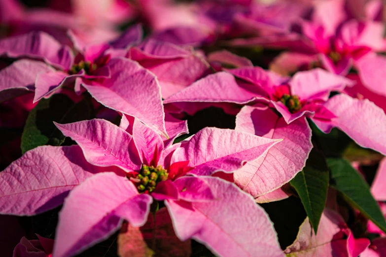 pink poinsettias of varying sizes bloom in a garden