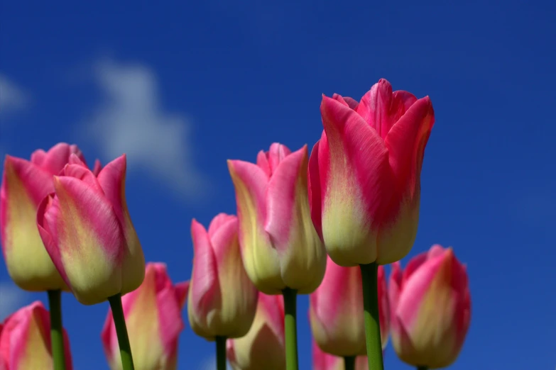 pink flowers in the shape of a star on a blue sky