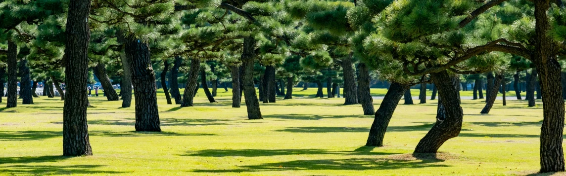 a bench and trees in the middle of a park