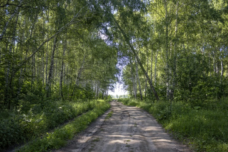 an empty dirt road leading into the woods