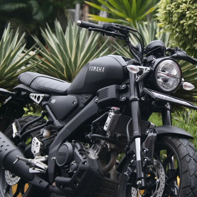 a parked motorcycle in front of a palm tree