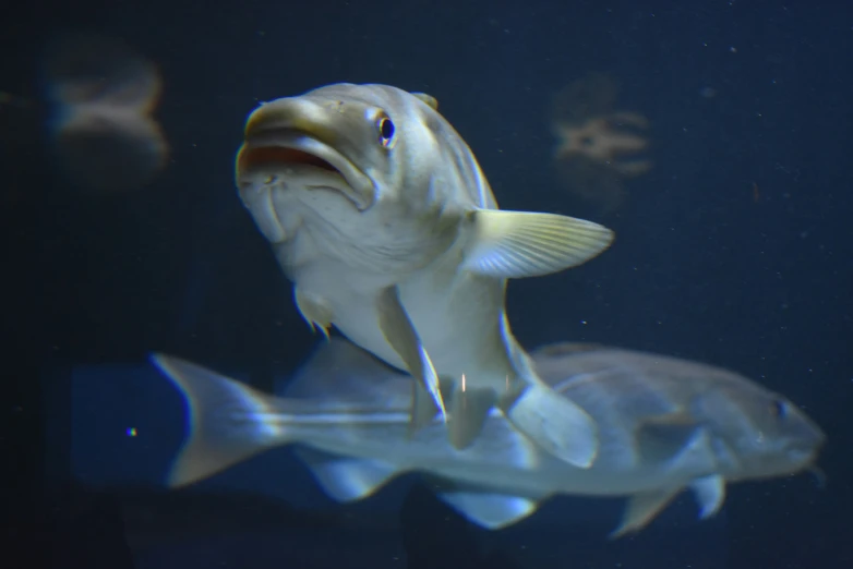 a fish is seen swimming in a large tank