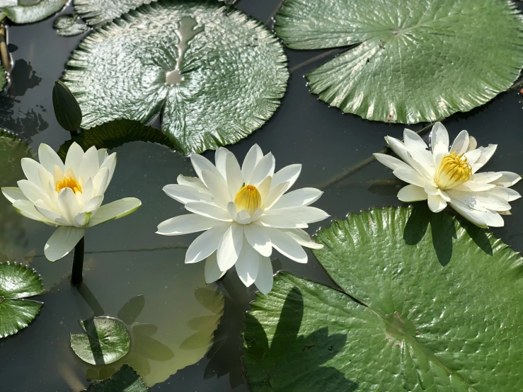 a white lily floating in a pond next to a green lily pad